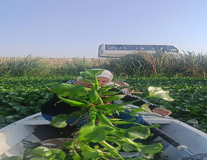تجميع النبات من المسطحات المائية